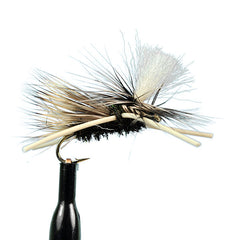 Parachute madam x pmx peacock