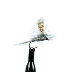 Parachute Dark Hendrickson