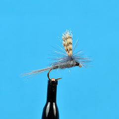 Parachute Dark Hendrickson