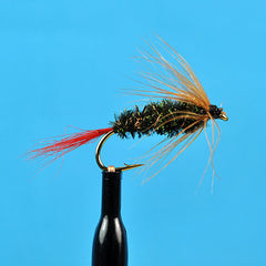 Brown hackle peacock