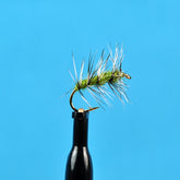 Griffith's gnat olive