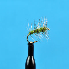 Griffith's gnat olive