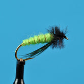 Little green rock worm