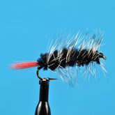 Woolly worm black