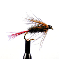 Brown hackle peacock