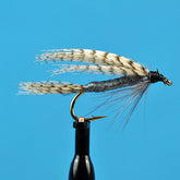 Dark cahill wet fly