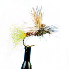 Ec caddis