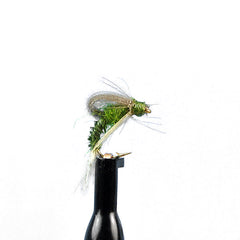 Cdc loopwing emerger bwo