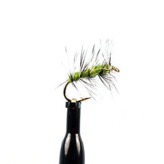 Griffith's gnat olive