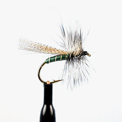 Canadian sedge